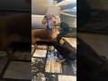 Dogs And Other Animals Funnydogs DogTok DogFails2025 DogsOfspring DogVsOwner Petfyp Usa Dogs And Other Animals Funnydogs DogTok DogFails2025 DogsOfspring DogVsOwner Petfyp Usa