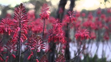 Edelkrone Slider Plus First Test Review