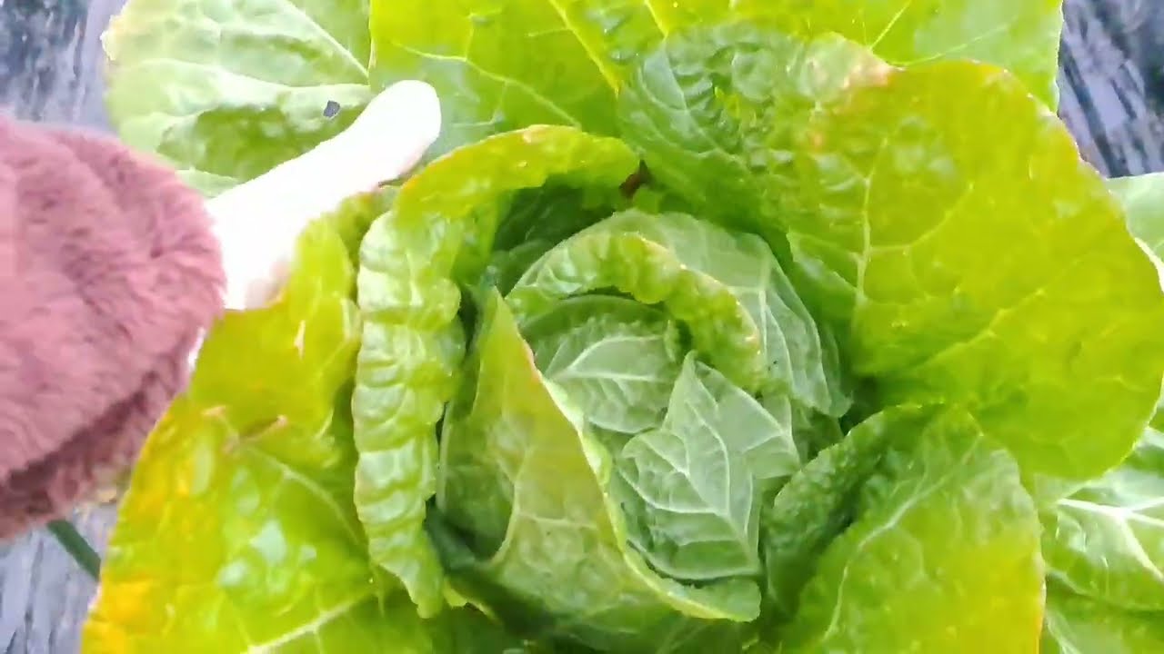 Chiều Lạnh Thu Hoạch Cải Thảo, Rau Tần Ô,  Cải Ngọt Việt ở Mảnh Vườn Rau Nhỏ 