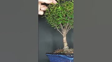 Pruning dried up branches on indoor bonsai #indoorbonsai #bonsai #pruningbonsai #shorts