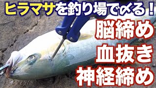 釣り場での魚の締め方 脳締め 血抜き 神経締め まで ヒラマサ編 釣りキチ隆の視点