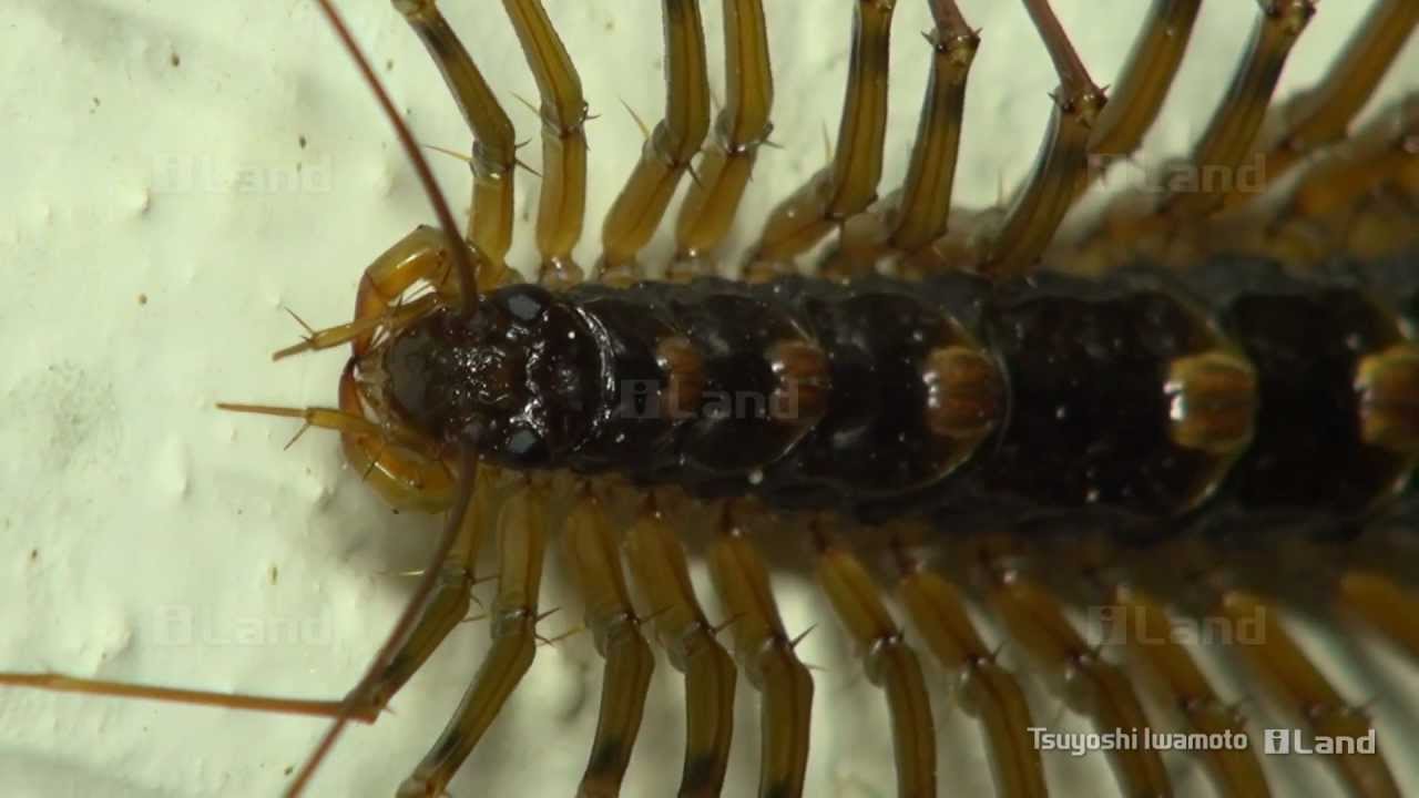 高解像度 超巨大ゲジ High Definition Huge House Centipede Youtube