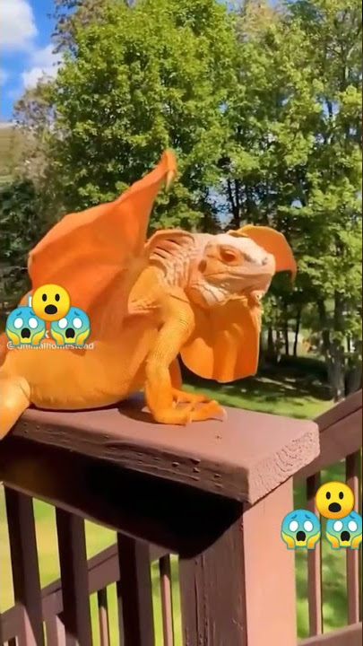 Flying iguana #magical #Re-Mix shorts #shorts