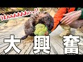 ブロッコリーに大興奮するビーバーの一部始終が可愛すぎたので記録しました。