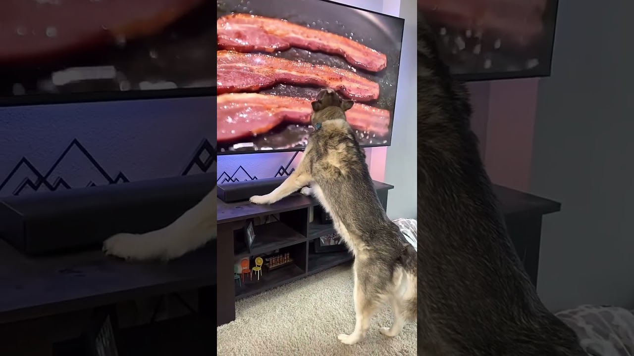 Husky Licks Food Off TV Screen - CreatureCops
