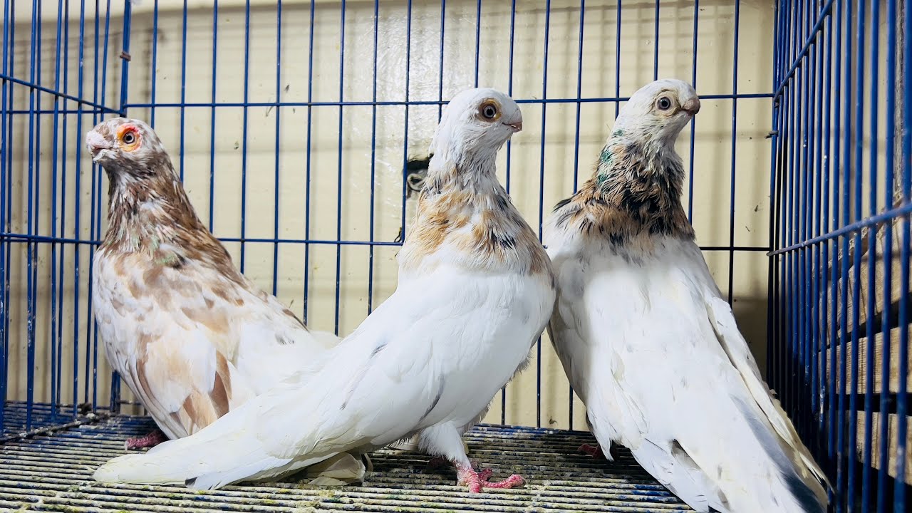 غيه حمام للبيع كل انواع الحمام 🔥