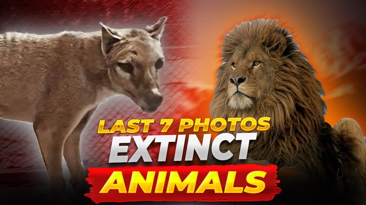 Documenting Lost Species Last Photos Of Extinct Animals Ali Nomi documenting-lost-species-last-photos-of-extinct-animals-ali-nomi