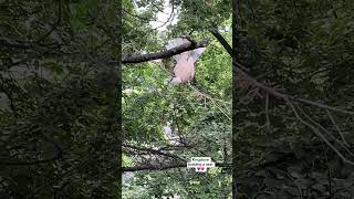 Ringdove building a nest
