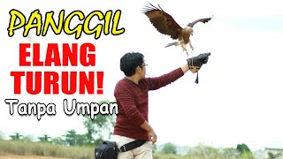 MELATIH ELANG BONDOL | MEMANGGIL ELANG TURUN / HOW TO CALL AN EAGLE COME DOWN