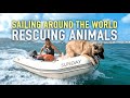 Saving street dogs in the Caribbean | Sailing Sunday | Ep.169