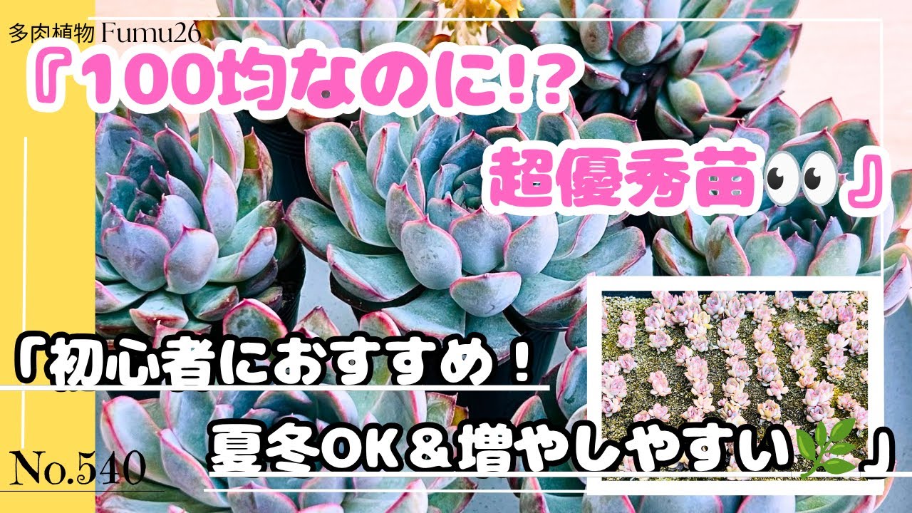 春を彩る多肉植物寄せ植え』ワークショップ １６点 多肉植物 ☆彩之助☆ | Square DIY CAINZ その他多肉植物