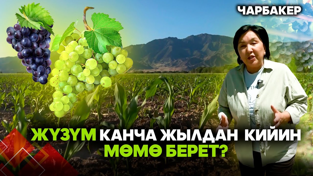 Жүзүм кандай шартта жакшы өсөт? // 