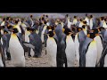 Penguin films
