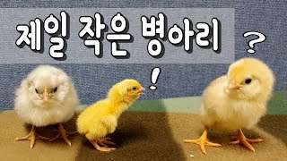 점보메추리부화 / 사람과 친근한 점보메추리 / Hatching a jumbo quail chick