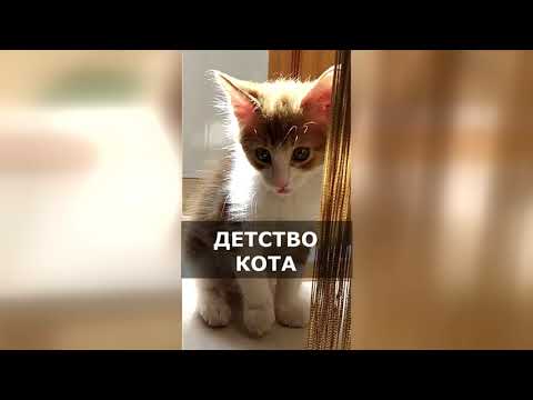 Детство рыжего кота - забавного и смешного!