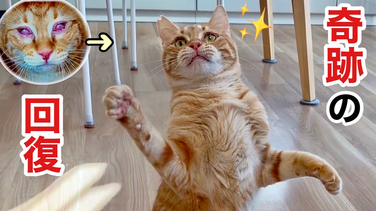 FIP闘病の猫､絶望した日からここまで回復しました✨ - YouTube