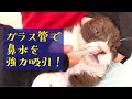 新しい猫の鼻炎治療　ガラス管の鼻水吸引アイテムとマクロライド治療