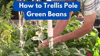 How to Trellis Pole Green Beans Growing Pole Beans On A Trellis