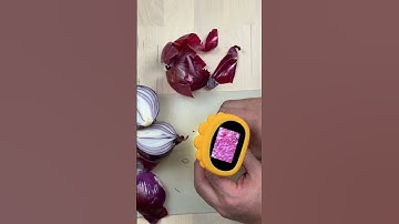 Exploring the Microscopic World: Red Onion Cells Under a Kids