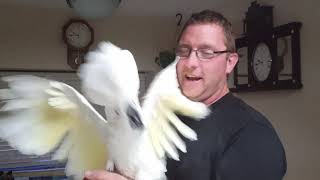 Headbanging Cockatoo Rocks Out to Queen