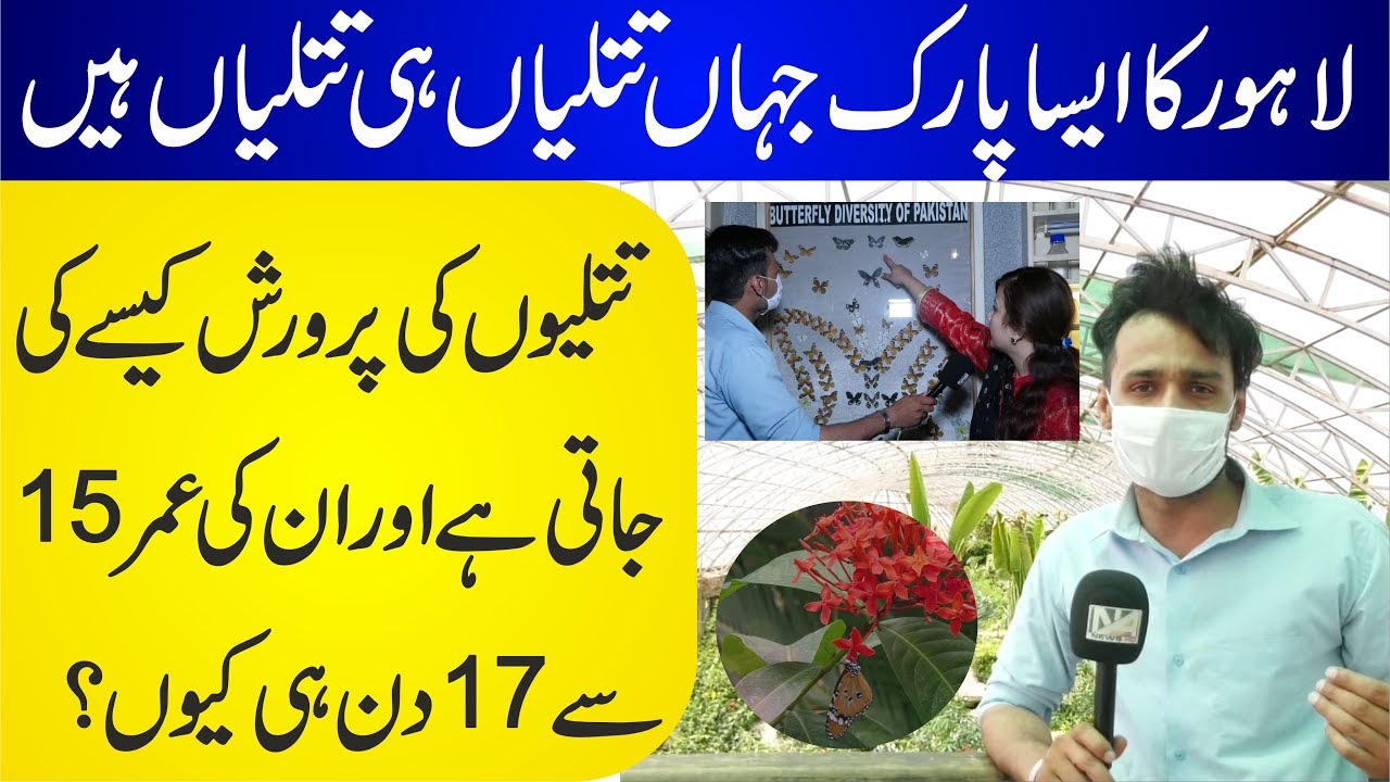 Butterfly House In Lahore How Many Days Do Butterflies Live