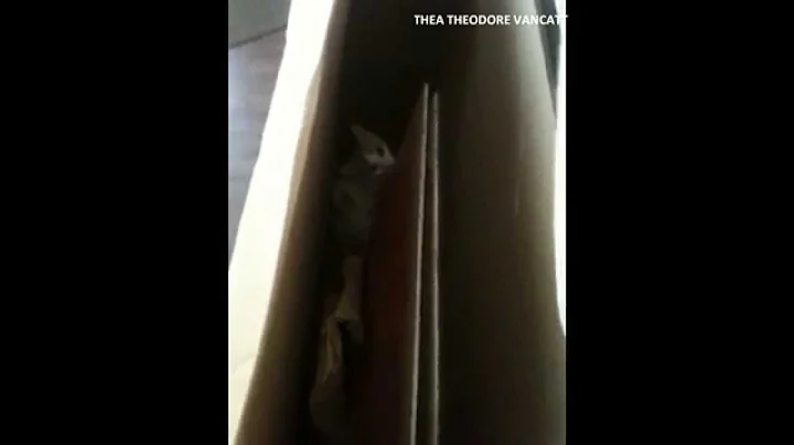 Watch the video about THEA Theodore VanCatt CARDBOARD BoX ADVENTUREs Part 1 - Turkish Van Cat Kitten Playing!