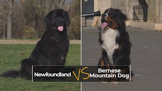 Newfoundland vs Bernese Mountain Dog  Full Breed Comparison [4k Video]