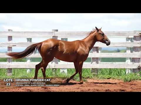 HRUNNA POWDER CAT