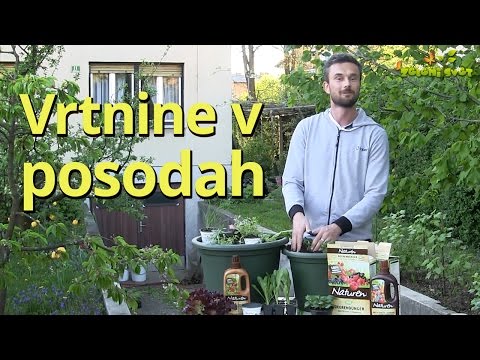 Video: Nasveti za gojenje solate v posodah
