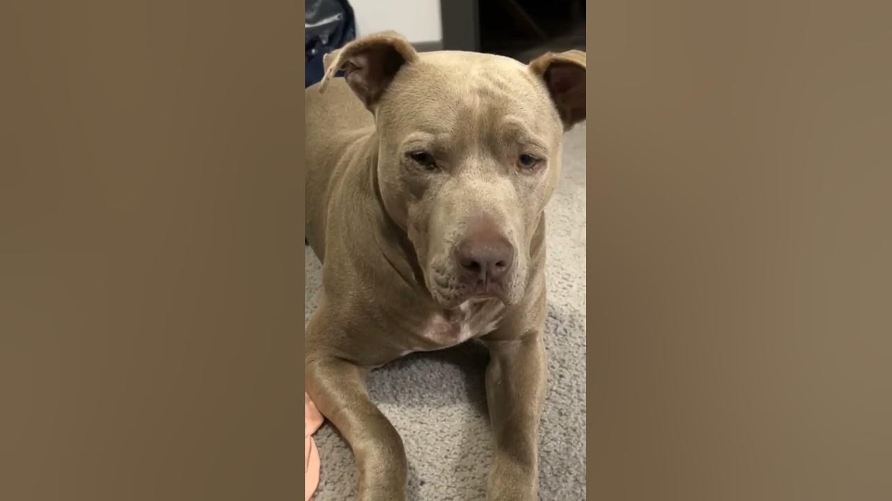 Meet hippo a very sweet two year old boy looking for love near