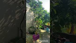 何兄袋植的「紅娘波羅蜜」，種在袋子裡也能長果！請何兄開果讓大家「視吃」。￼￼2025年8月16日