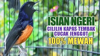 MASTERAN MURAI BATU FULL ISIAN TEMBAKAN CILILIN KENARI KAPAS TEMBAK GEREJA CUNGKOK LOVEBIRD CIGUN