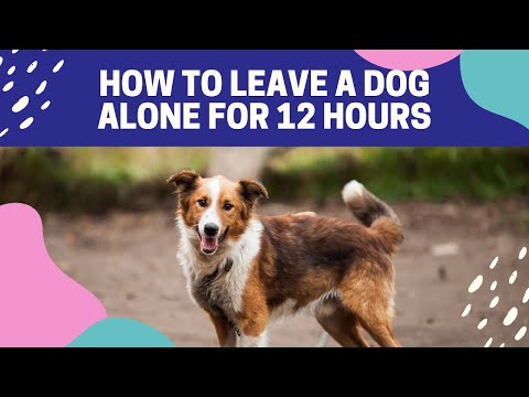 How To Leave A Dog Alone For 12 Hours