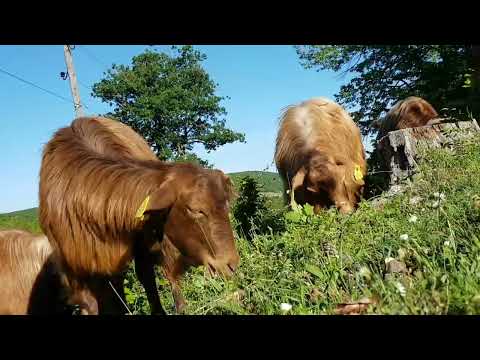 Red Goats Dhit e Kuqe(Video)