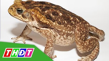 Đắk Lắk: 3 mẹ con bị ngộ độc do ăn thịt cóc | THDT