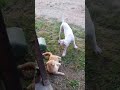 Dogo Argentino vs cat