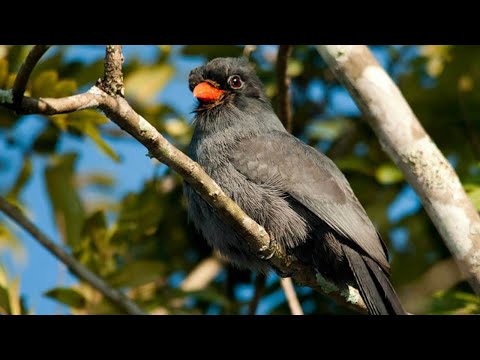 Canto do chora-chuva-preto | Pássaros Org