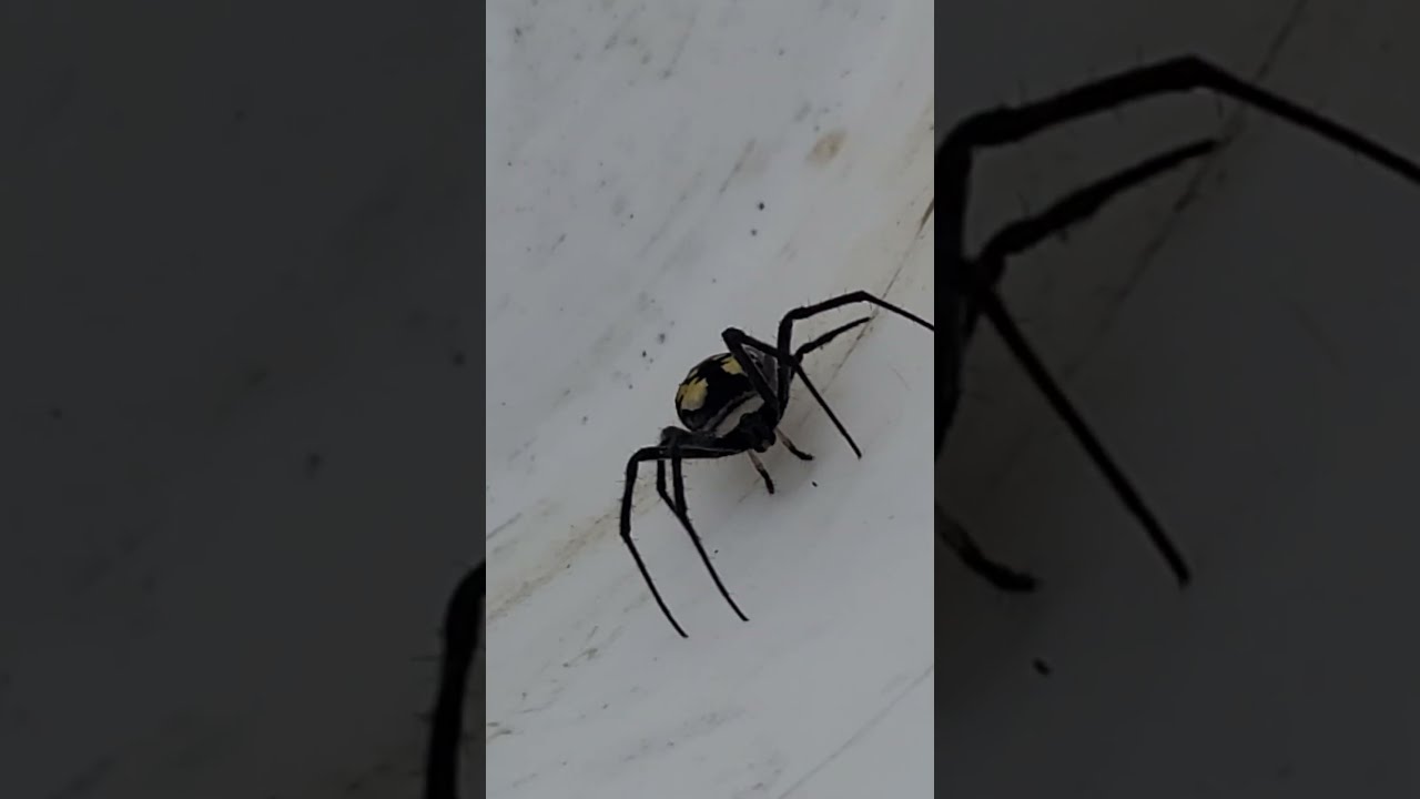 Banana spider on Lake Huron shore Michigan   🕷