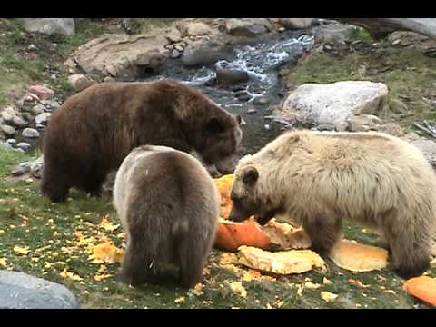 Grizzly Bear Zoo Diet Pellets