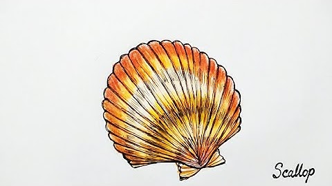 How to Draw a Seashell Step by Step || How to Draw Scallop very Easily ||