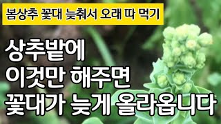 상추 오래 오래 따먹기 - 상추밭에 이것만 해주면 꽃대가 늦게 올리옵니다 by 광닭이 75,378 views 11 days ago 9 minutes, 23 seconds