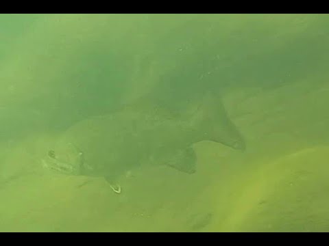 Second swim