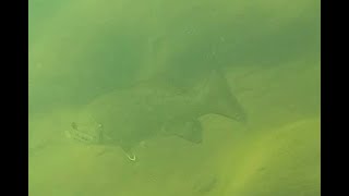 Second swim