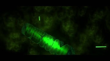 Osama Intro Made By Alhan