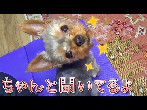 【ヨークシャテリア】話し相手になってくれる⁇ヨークシャテリア【Yorkshire Terrier】