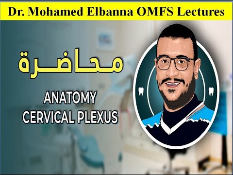 المحاضرة السادسة و الاربعون - Anatomy Cervical Plexus