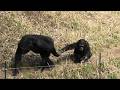 My mommy is the best! by Dill 僕のおかあちゃんは最高だよ!ディル Chimpanzee Tama Zoological Park