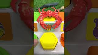 Hermit Crab Toy on Popup