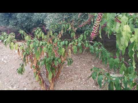 Βίντεο: Elderberry ποώδες