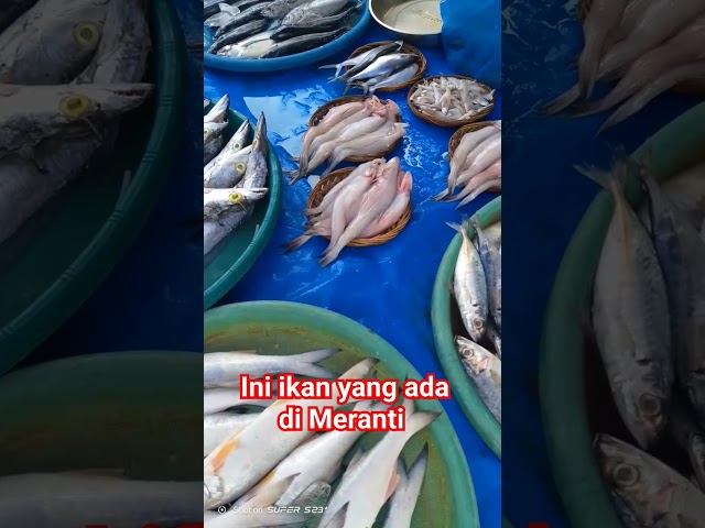 pernah dengar ikan jumpol #wisata #pantai #bengkalis class=